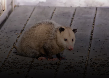 Opossum Removal