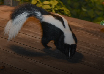 Skunk Removal