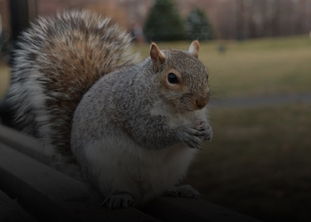 Squirrel Removal