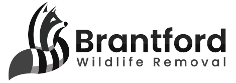 Brantford Wildlife Removal Logo