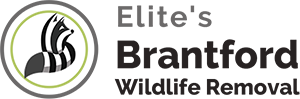 Brantford  Wildlife Removal