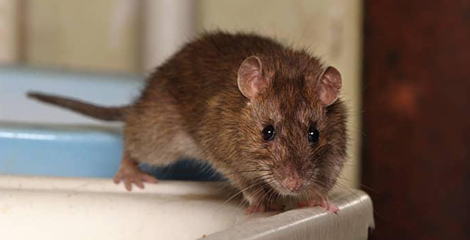 mouse on bathroom counter