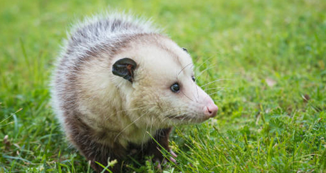 opossum in the grass