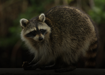 Raccoon Removal