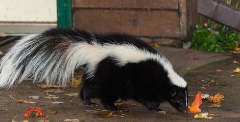 skunk on a walkway