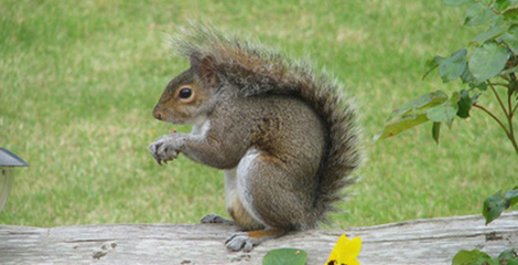 squirrel sitting on a fence