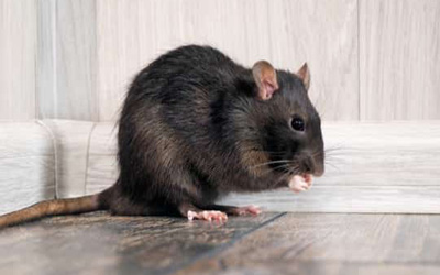 Wildlife Infestation Wildlife Infestation